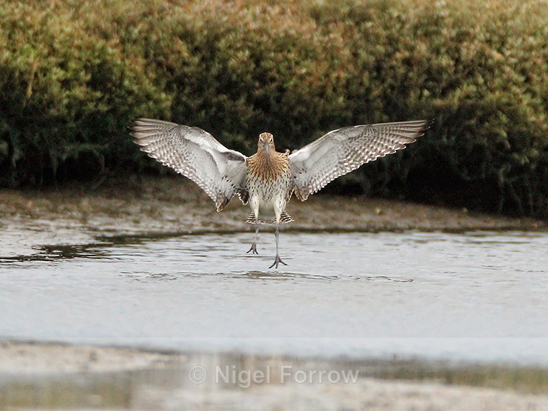 Curlew just about to land with wings outstretched at Arne RSPB, Dorset - Curlew