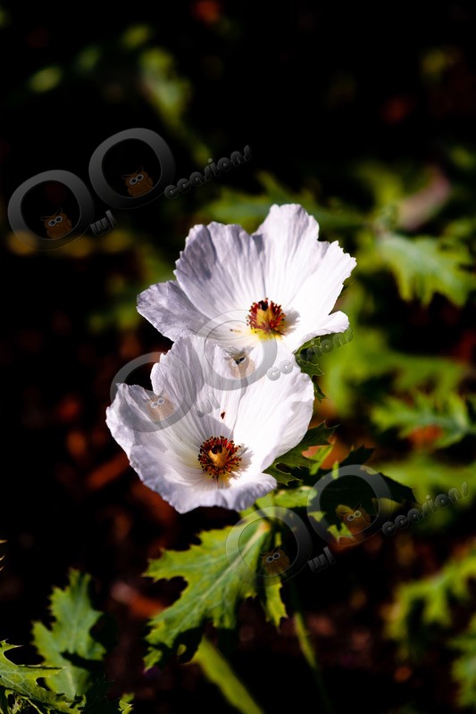 Poppy-7576 - Plants and trees