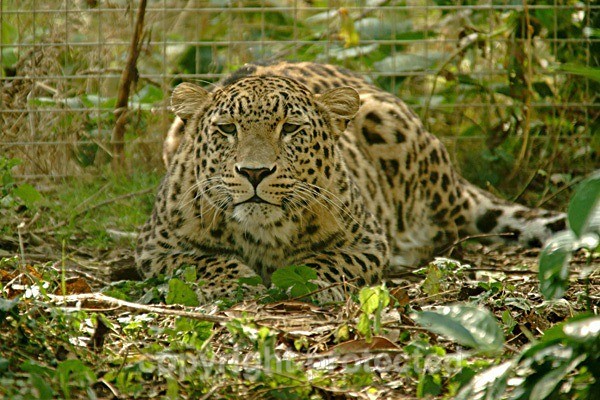 Persian Leopard - Cyrus (Rutland Falconry & Owl Centre) - Persian Leopards