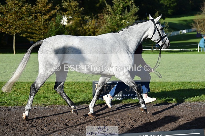 231022-100644-22243 - 453-SOURIS.DE.NESS-Darcy.Smith-TrotUp+SJ