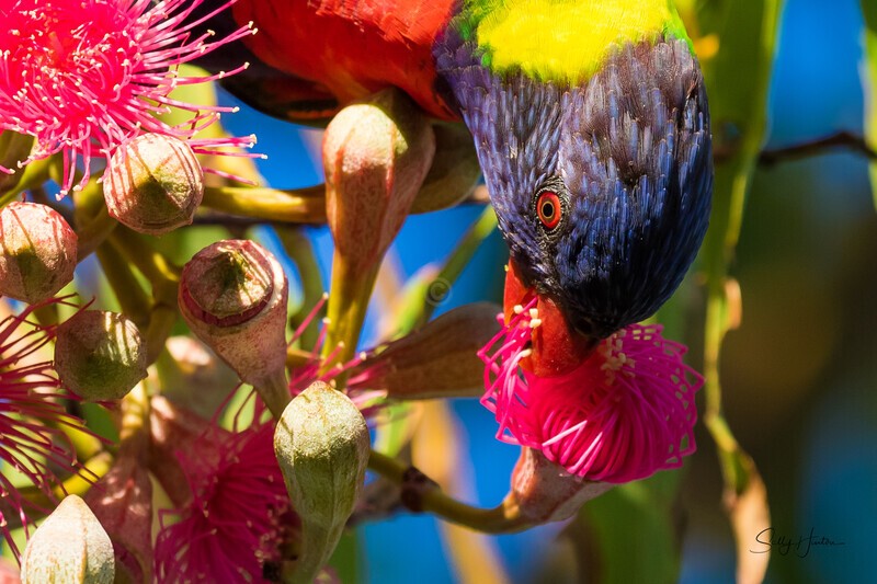 Lorikeet in Gum Tree 7 - Lorikeets