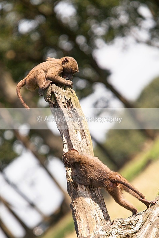 20120903-_MG_9752 - Captive Animals