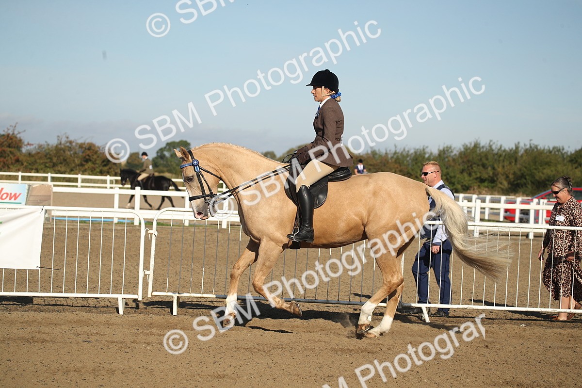 SBM_11328 - Class 501 -Riding Club Pony