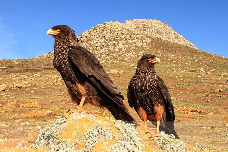 Two Striated Caracaras, close view, Steeple Jason, Falklands - Striated Caracara