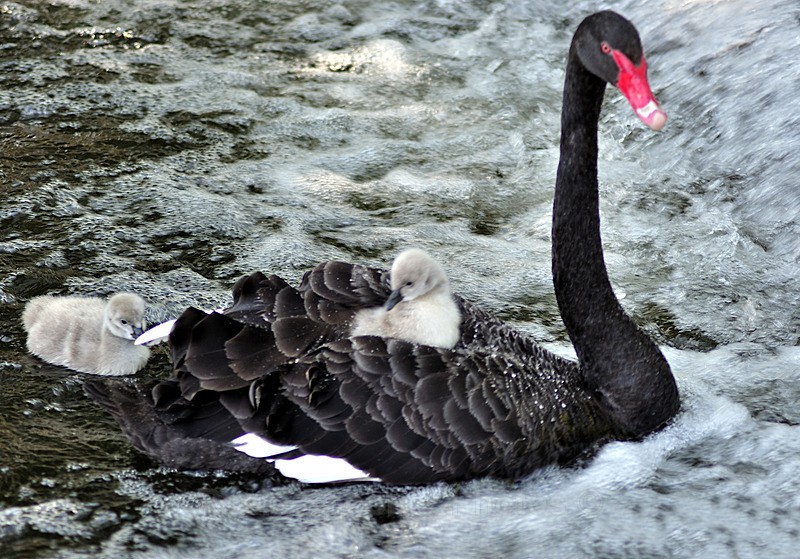 Cygnet taking a ride on mum - Dawlish (mainly black swans)