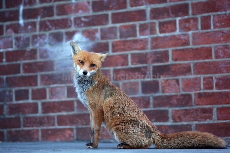  - Bristol Urban fox - foxes in family group