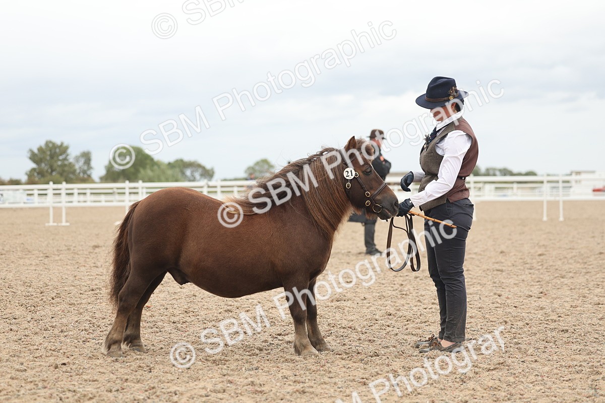 SBM_19321 - Class 317 - IH Pure Bred Horse-Pony