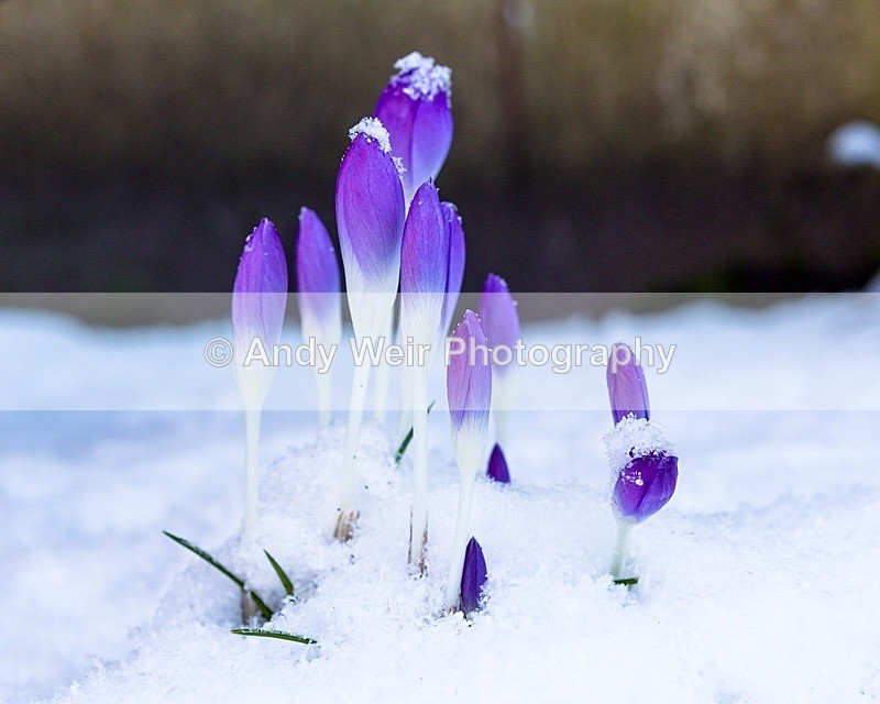 180227-untitled0001-5135 - Plants & Flowers