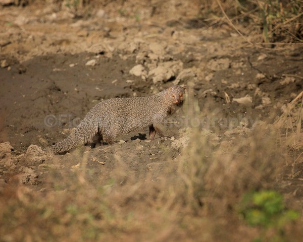 India 3-18 - Wildlife of India