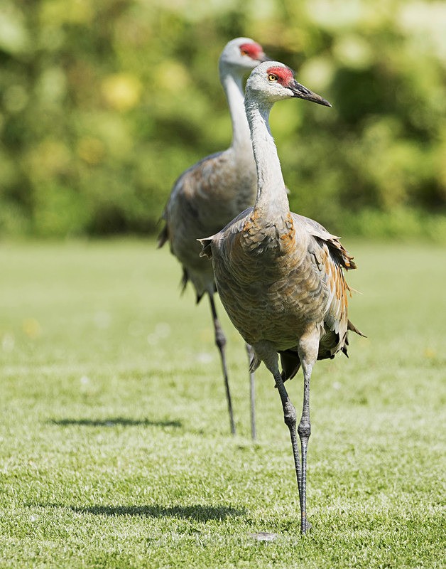  - Sandhill Cranes