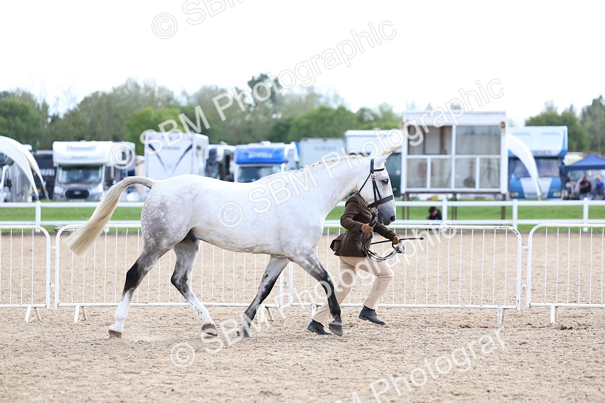 SBM_18691 - Class 317 - IH Pure Bred Horse-Pony