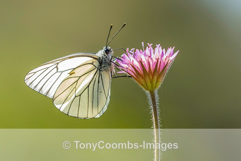 Black-veined Whte - Lesvos ~ Various Other