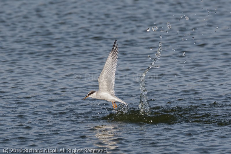 Little Tern (Sterna albifrons) fishing - Little Tern (Sterna albifrons)