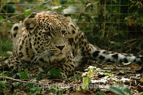 Persian Leopard - Cyrus (Rutland Falconry & Owl Centre) - Persian Leopards