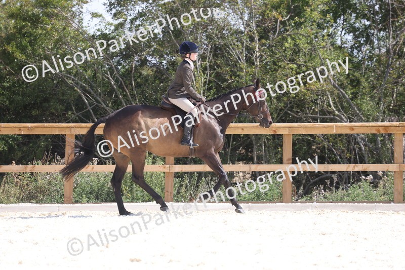 20260802-0716 - Class 8 - Best Riding Horse or Pony