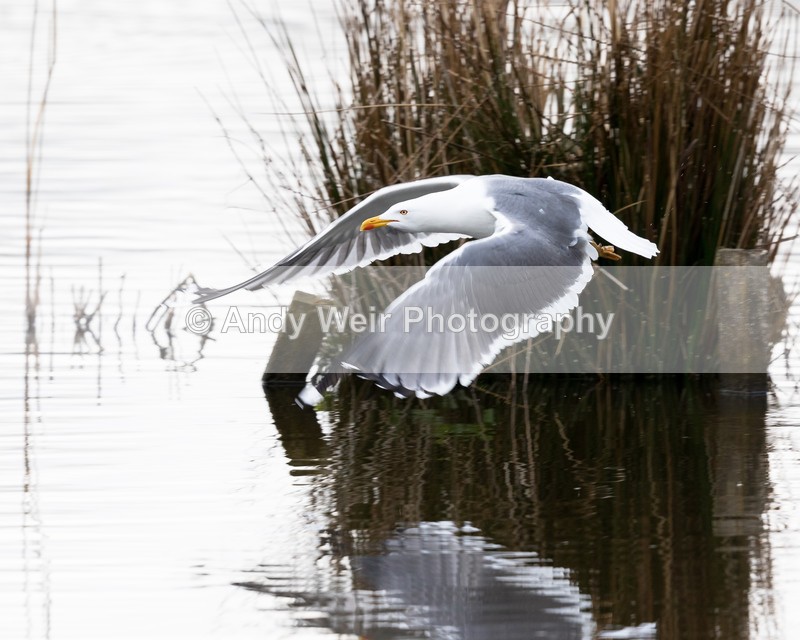 20160404-8E0A2910 - Gulls
