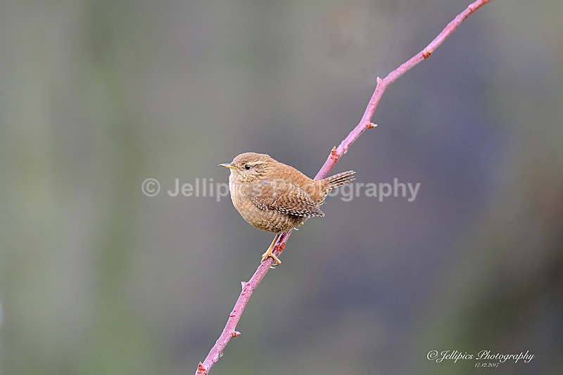  - Wildlife and Nature