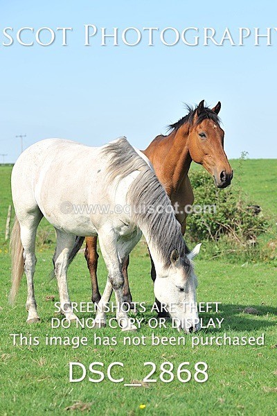 DSC_2868 - ARCHIVE REQUEST - Quincy and Guinness