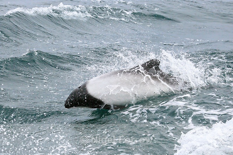 Commerson's Dolphin alongside boat, Falklands - Dolphin