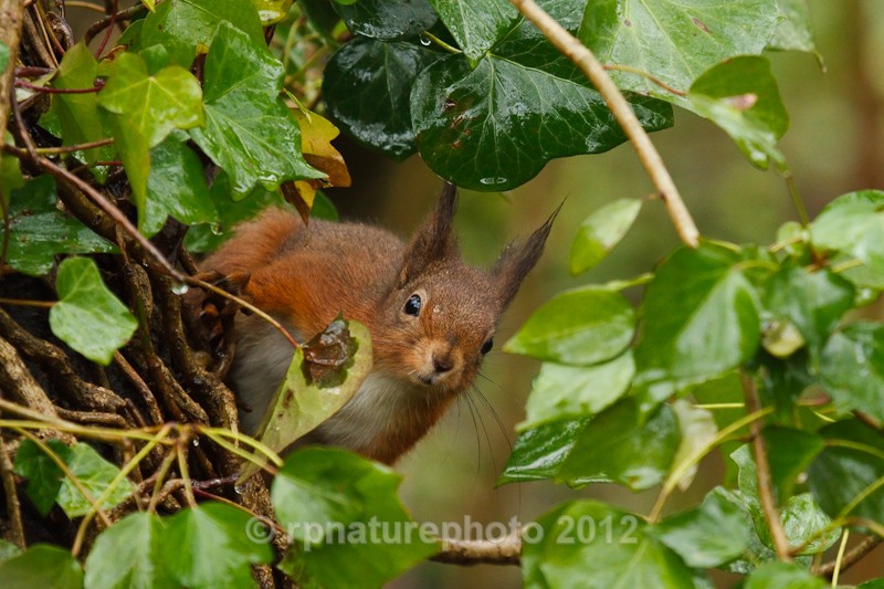 Red Squirrel - Sciurus vulgaris RPNP0143 - Mammals