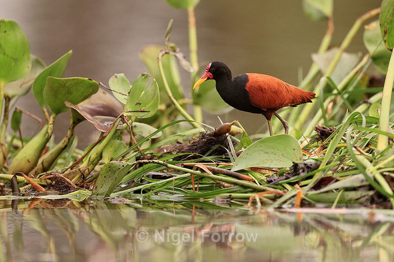 Wattled Jacana & floating water hyacinth, Pantanal, Brazil - Wattled Jacana