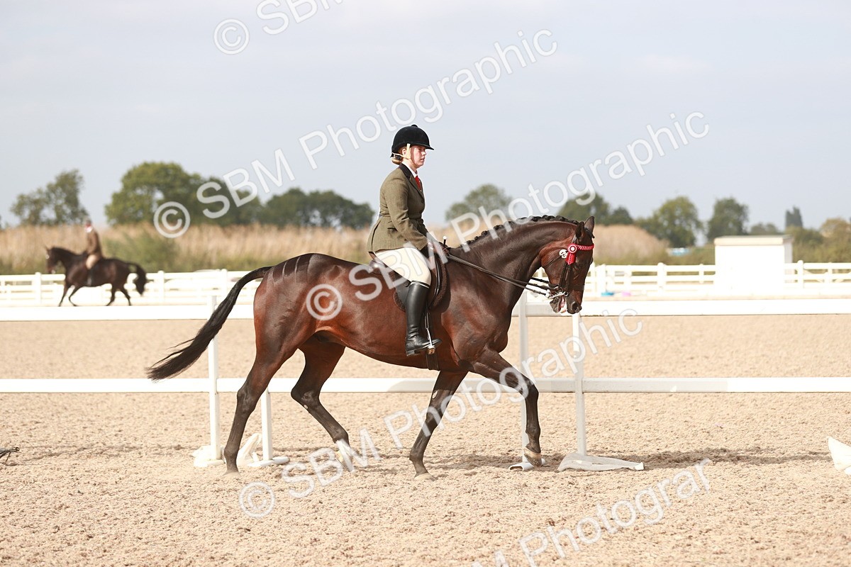 SBM_17477 - Class 215 Ridden Hack/ Riding Horse