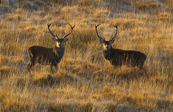 RED DEER ref rd 29b - RED DEER