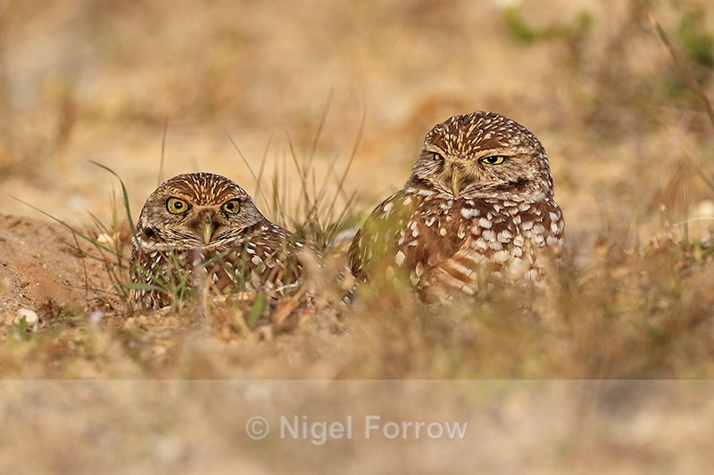 Cape Coral Burrowing Owls, Florida - Burrowing Owl