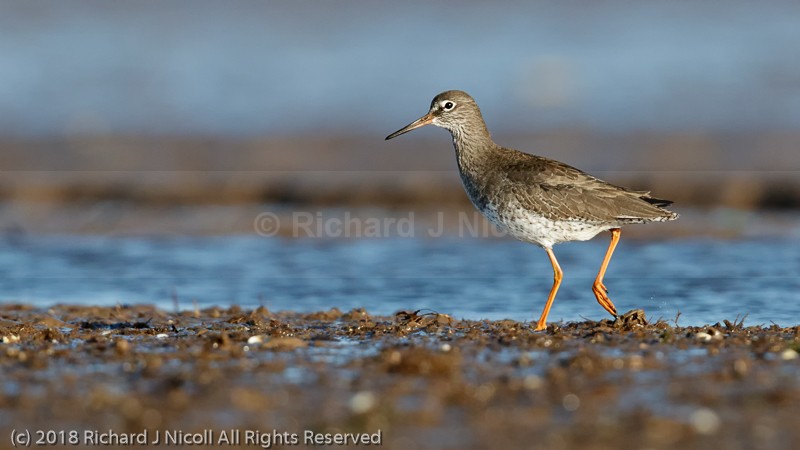 Redshank (Tringa totanus) - Redshank (Tringa totanus)