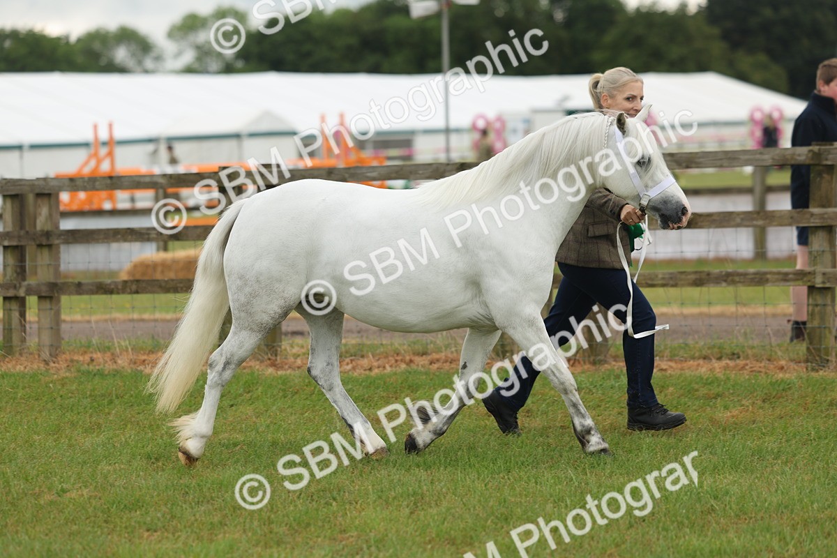 SBM_01661 - Class 50-57 - M&M Welsh Pony In Hand