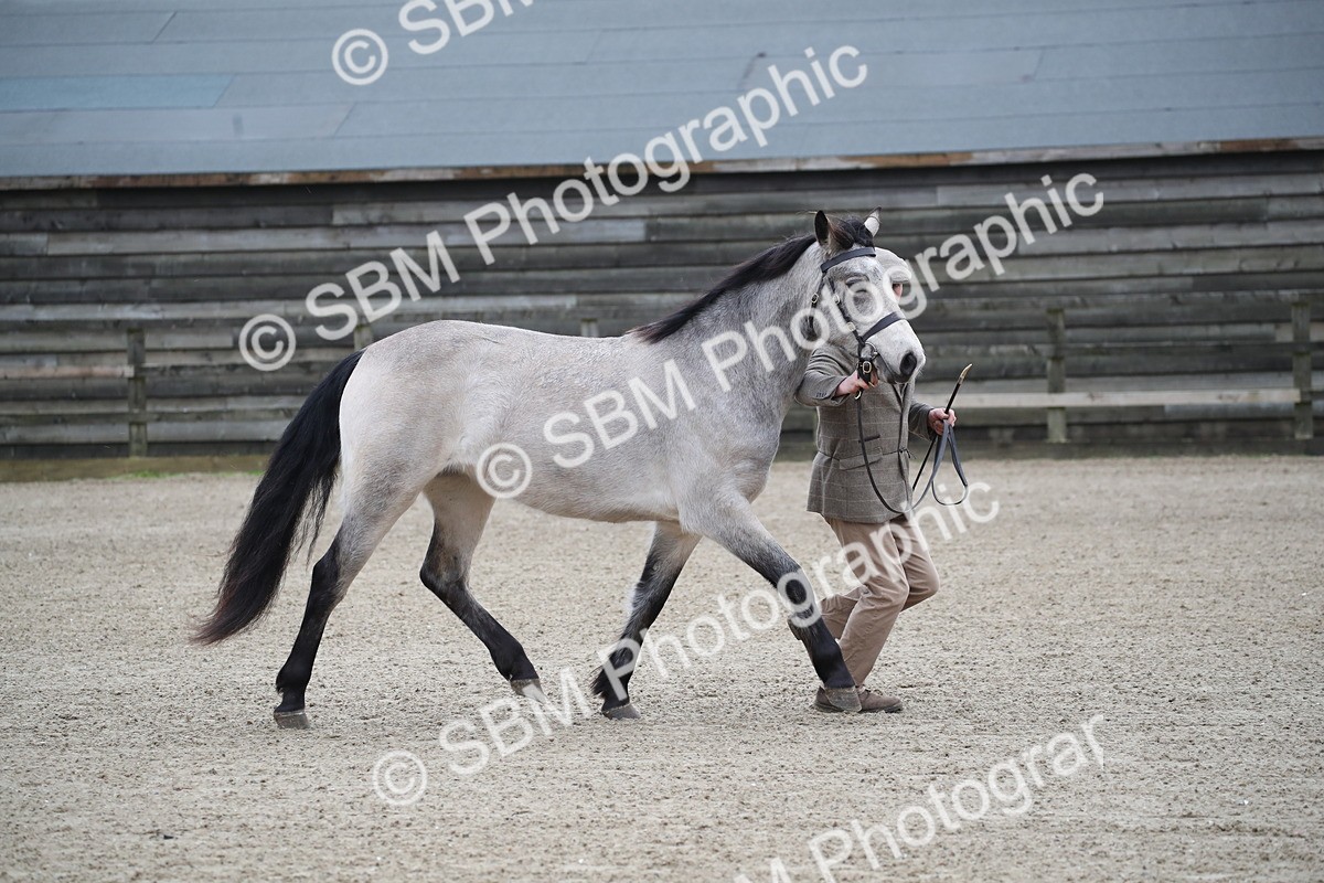SBM_003970 - Class 1-4 - Young Stock classes Inc. In Hand Championship