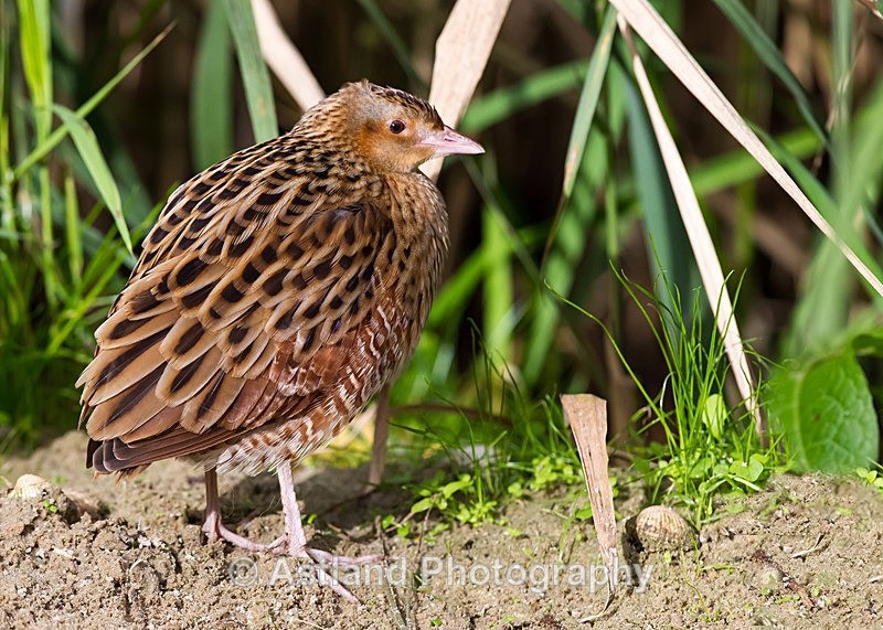 Astland Photography, Bird and Wildlife Images, Susan and Peter Wilson, U.K.