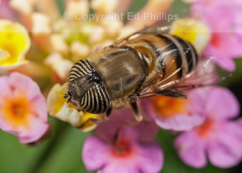Eristalinus taeniops (f)
