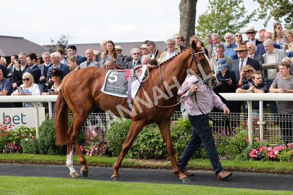 yr18082021r4-2 - Race 4 3.35pm Juddmonte International Stakes (British Champion Series race)