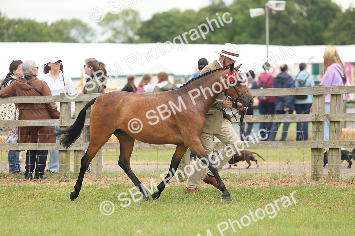 SBM_05391 - Class 68-73 - Riding Pony Breeding