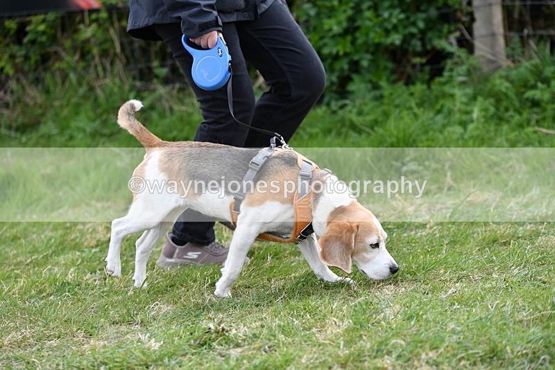 WJ5_0015 - Class 5 Best Veteran / 7 years & over