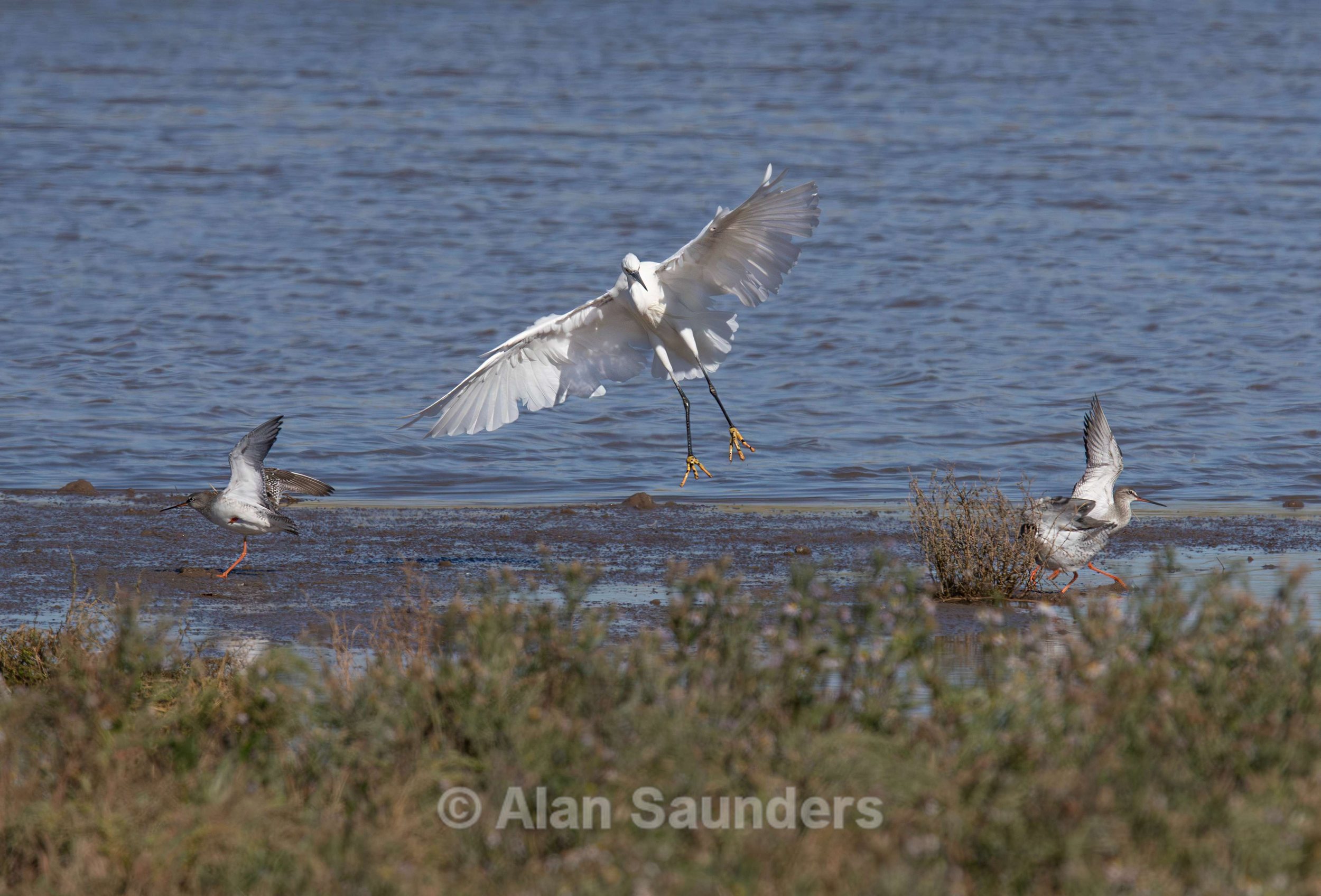 Little Egret 6