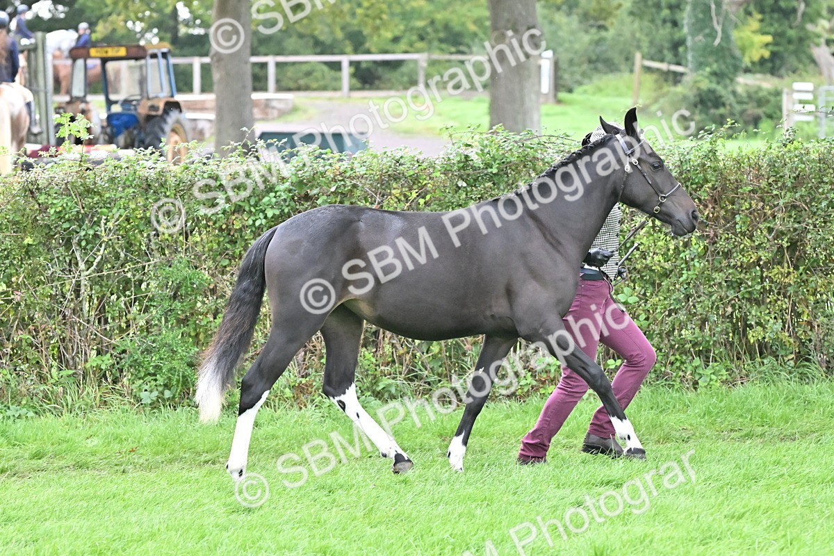 SBM_57552 - S46 - Part Bred Arab & Native Pony In Hand