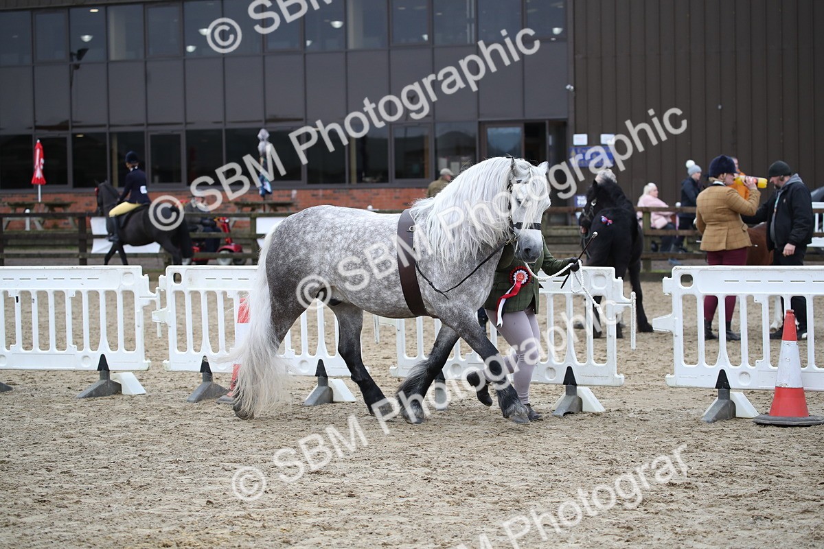 SBM_004092 - Class 1-4 - Young Stock classes Inc. In Hand Championship