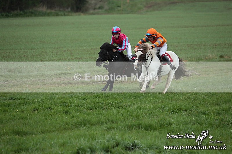 SHETPR 210425 77 - Shetland Ponies Paxford Races 21/04/25