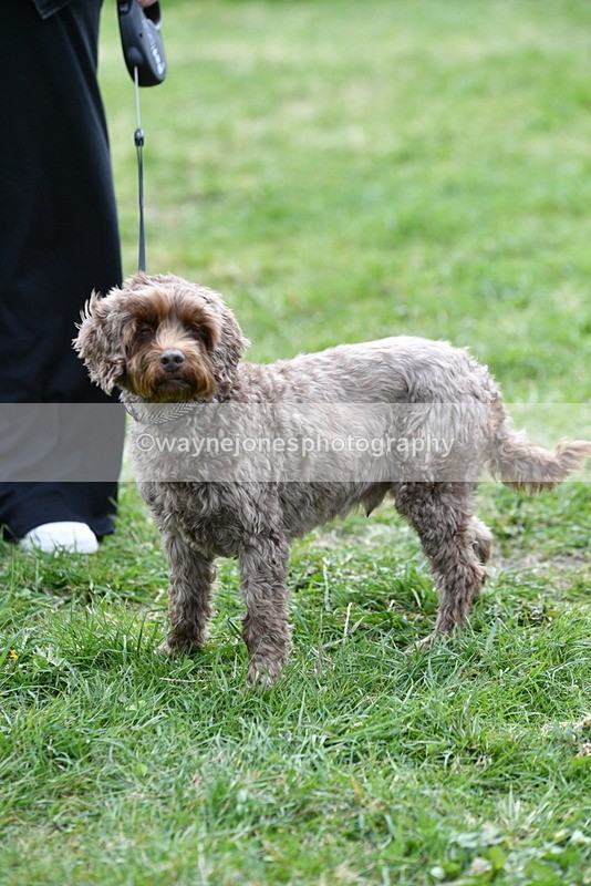 WJ5_9370 - Class 1 Best Cross Breed / Heniz 57