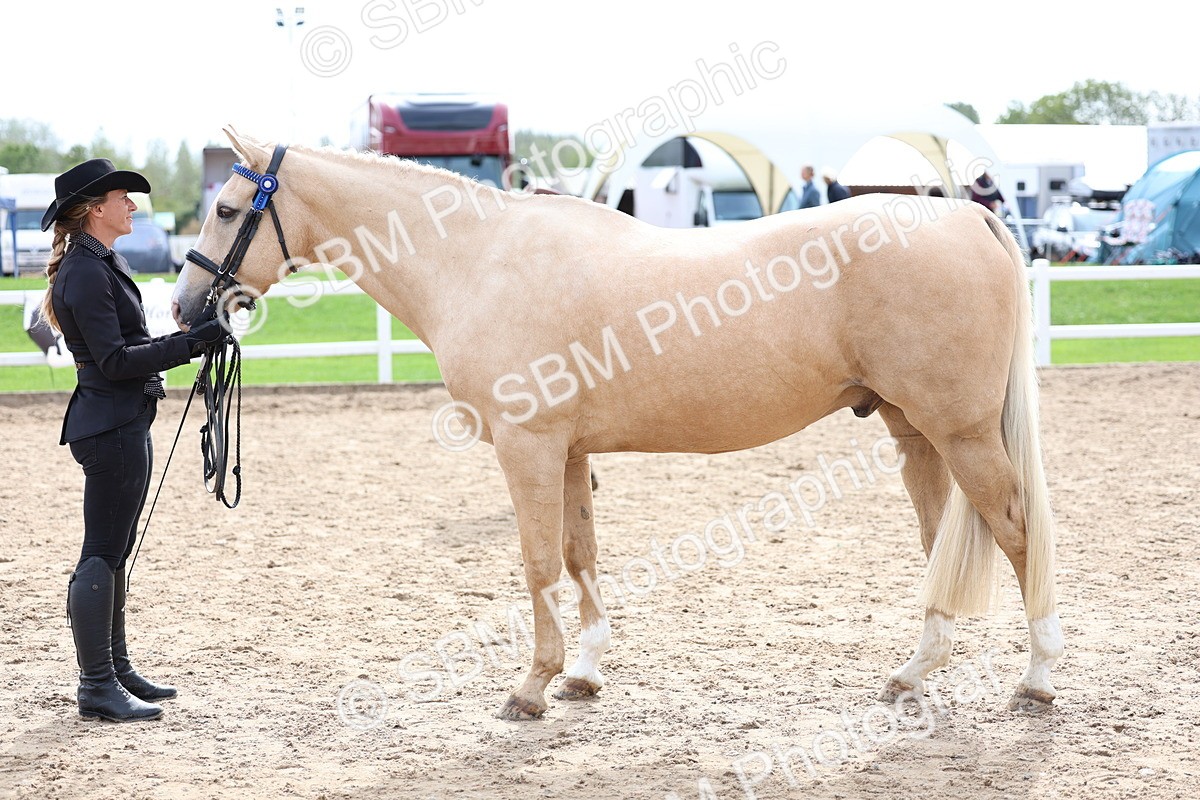 SBM_04472 - Class 26 - IH Foreign Breeds - Part Bred