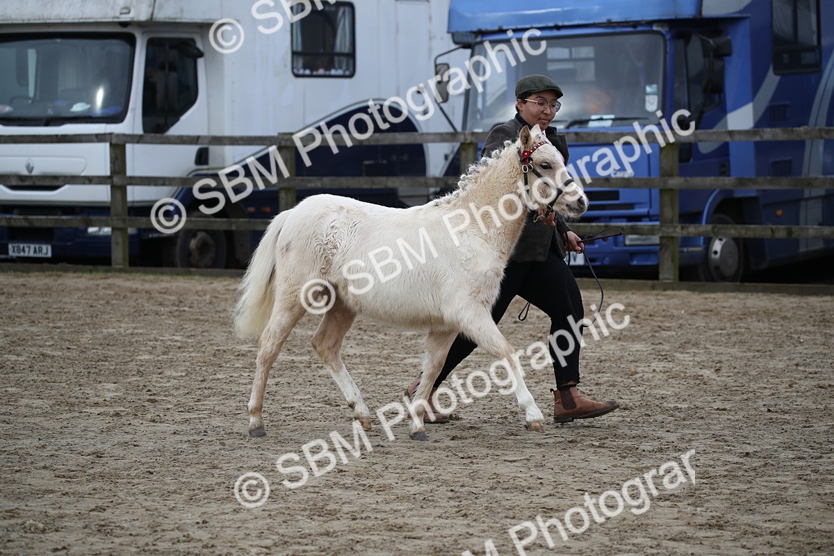 SBM_004579 - Class 5-9 - NPS In Hand-Show Hunter-Intermediate Ridden Inc Ridden Championship