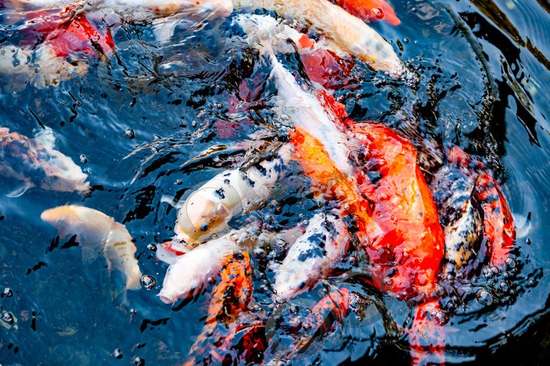 Koi_6833 - Pet Photography