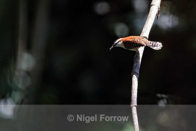 Rufous-backed Wren, Heredia, Costa Rica - Rufous-backed Wren