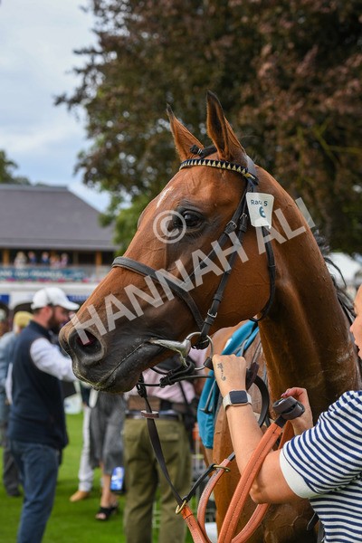 250823-Race 5-Reach-0929 - Race 5 4.10pm Assured Data Protection EBF Fillies' Handicap