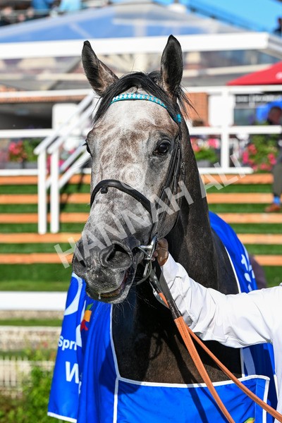 111025-Race 4-Binhareer-0508 - Race 4 Coral Sprint Trophy Handicap at York
