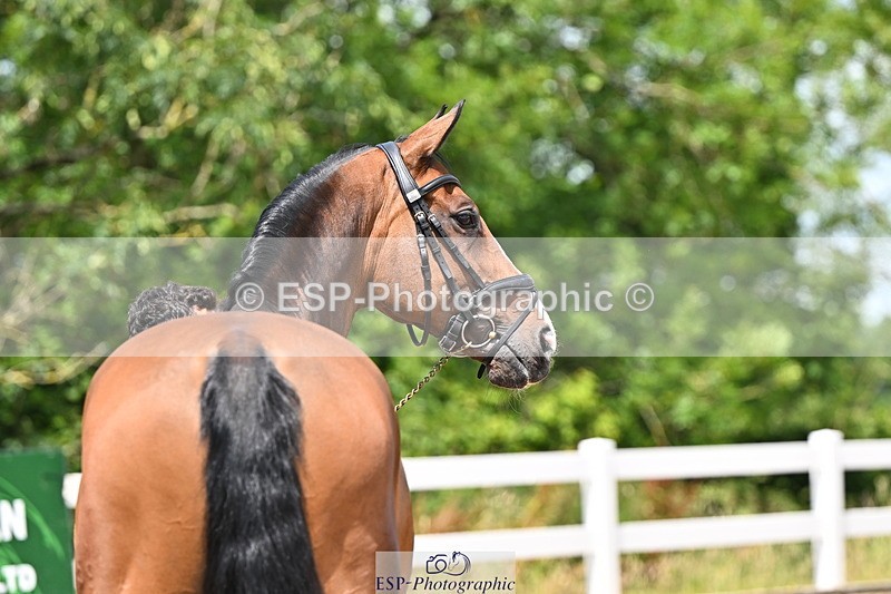 240718A-105301-01463 - Trot Up 12pm to 1pm