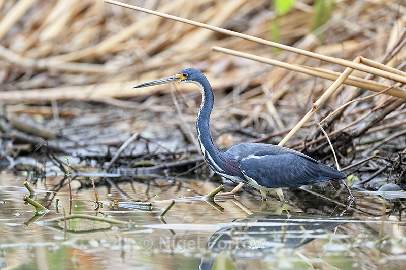 Tricolored Heron standing still, Harns Marsh, Florida - Tricolored Heron