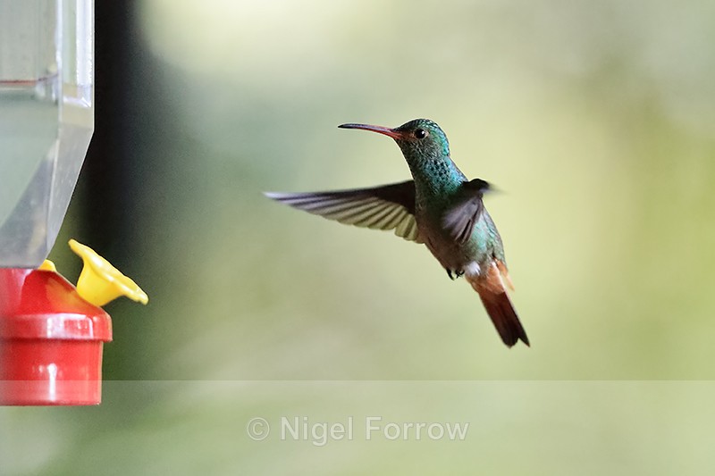Rufous-tailed Hummingbird approaches feeder, Boquete, Panama - Rufous-tailed Hummingbird